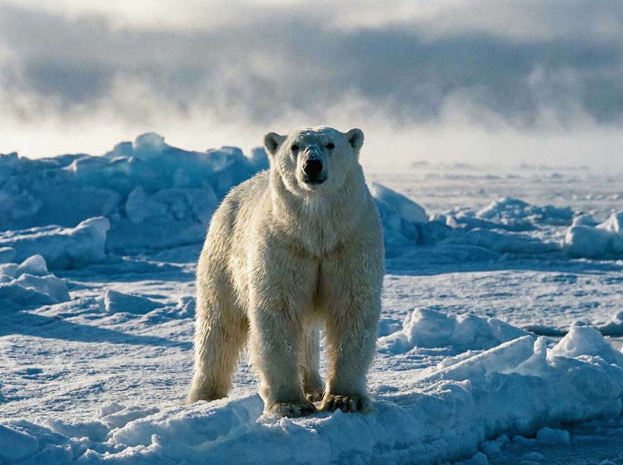 小马拉大车北极熊视频演示 北极熊冰原生存写真
