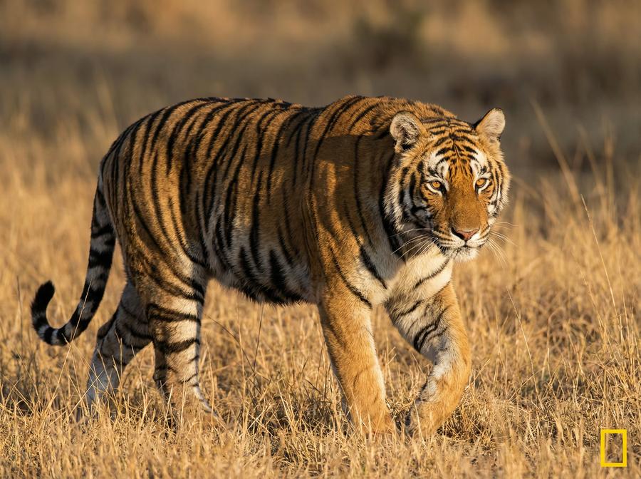 小马拉大车老虎视频教程 孟加拉虎丛林追踪写真